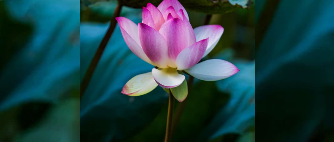 formation-reiki-4-1-1